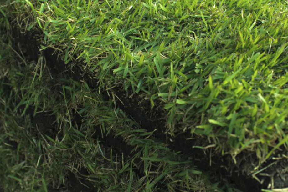 Sod & Turf Installation